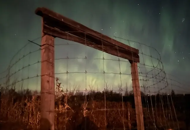 Aurora borealis in the night sky above Iceland